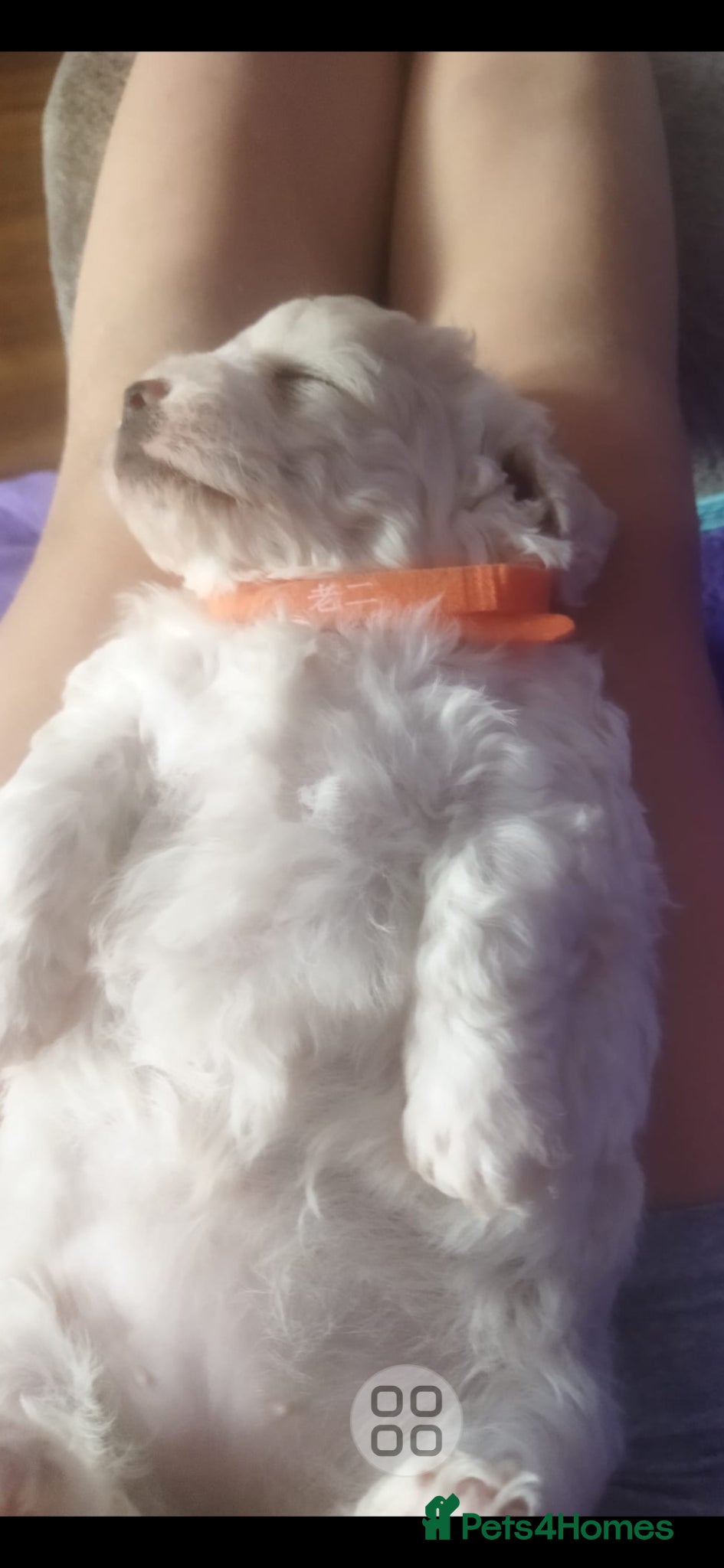 Maltese dogs Bishon maltese - Advert 13