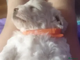 Maltese dogs Bishon maltese - Advert 13