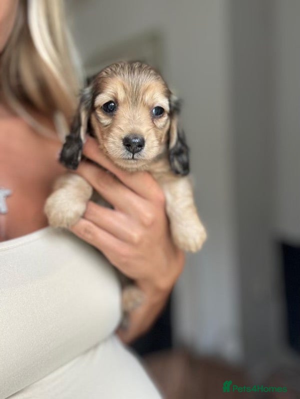 Miniature Dachshund dogs Shaded cream Mini Longhaired Dachshund  - Advert 16