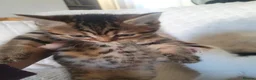 Mixed Breed cats for sale: 10 beautiful cuddly kittens - Advert 12