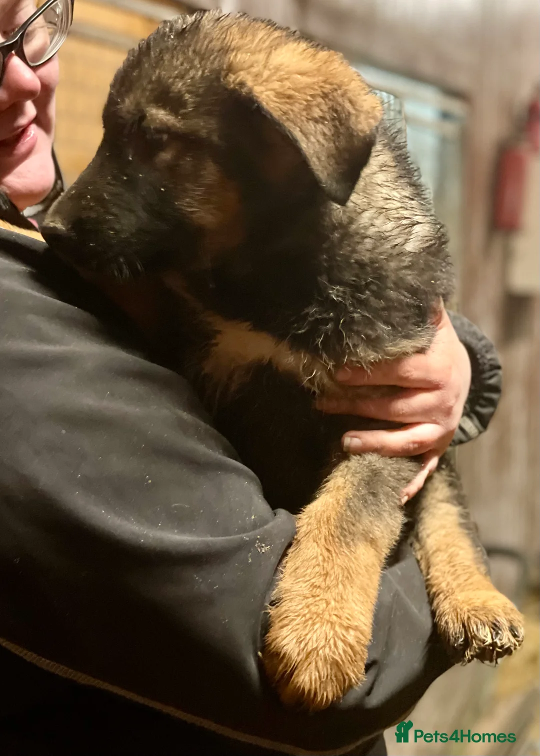 Shepsky dogs for sale: German Shepherd cross Husky Puppies  - Advert 4