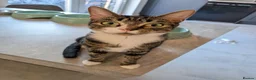 Mixed Breed cats for sale: 2 Cats For New Home - Advert 3