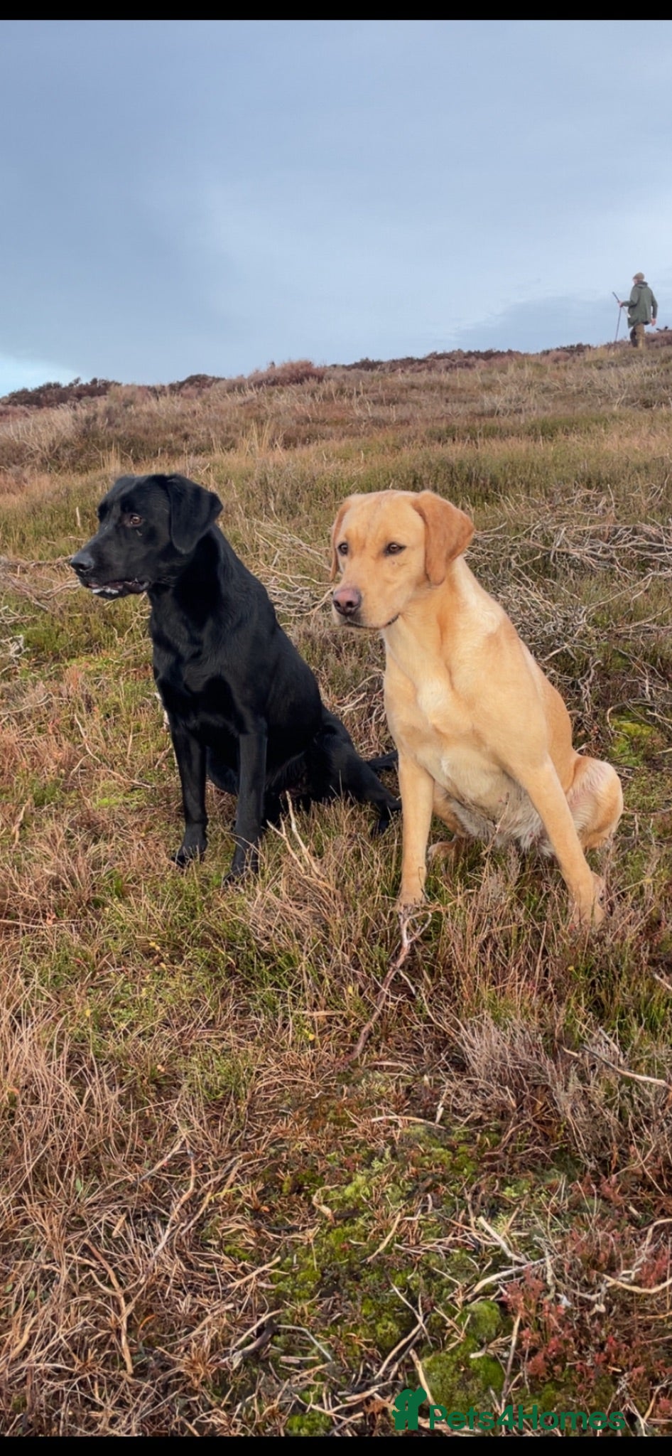 Labrador Retriever dogs KC Labrador puppies  - Advert 2