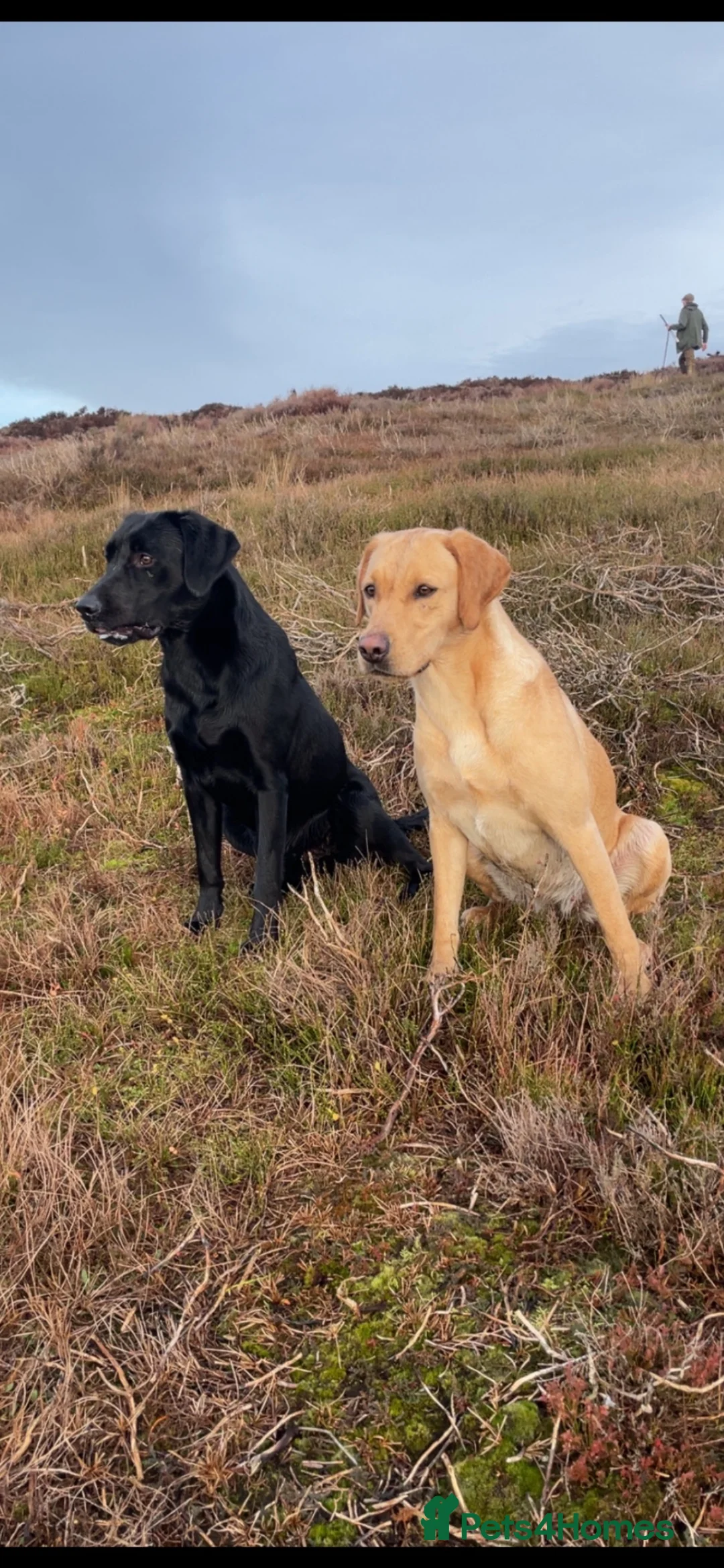 Labrador Retriever dogs for sale: KC Labrador puppies  - Advert 1