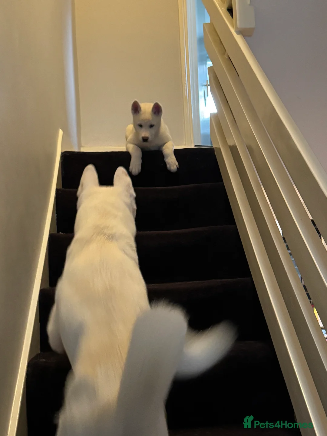 Mixed Breed dogs for sale: 7 beautiful American Akita Puppies ***5 left*** - Advert 9