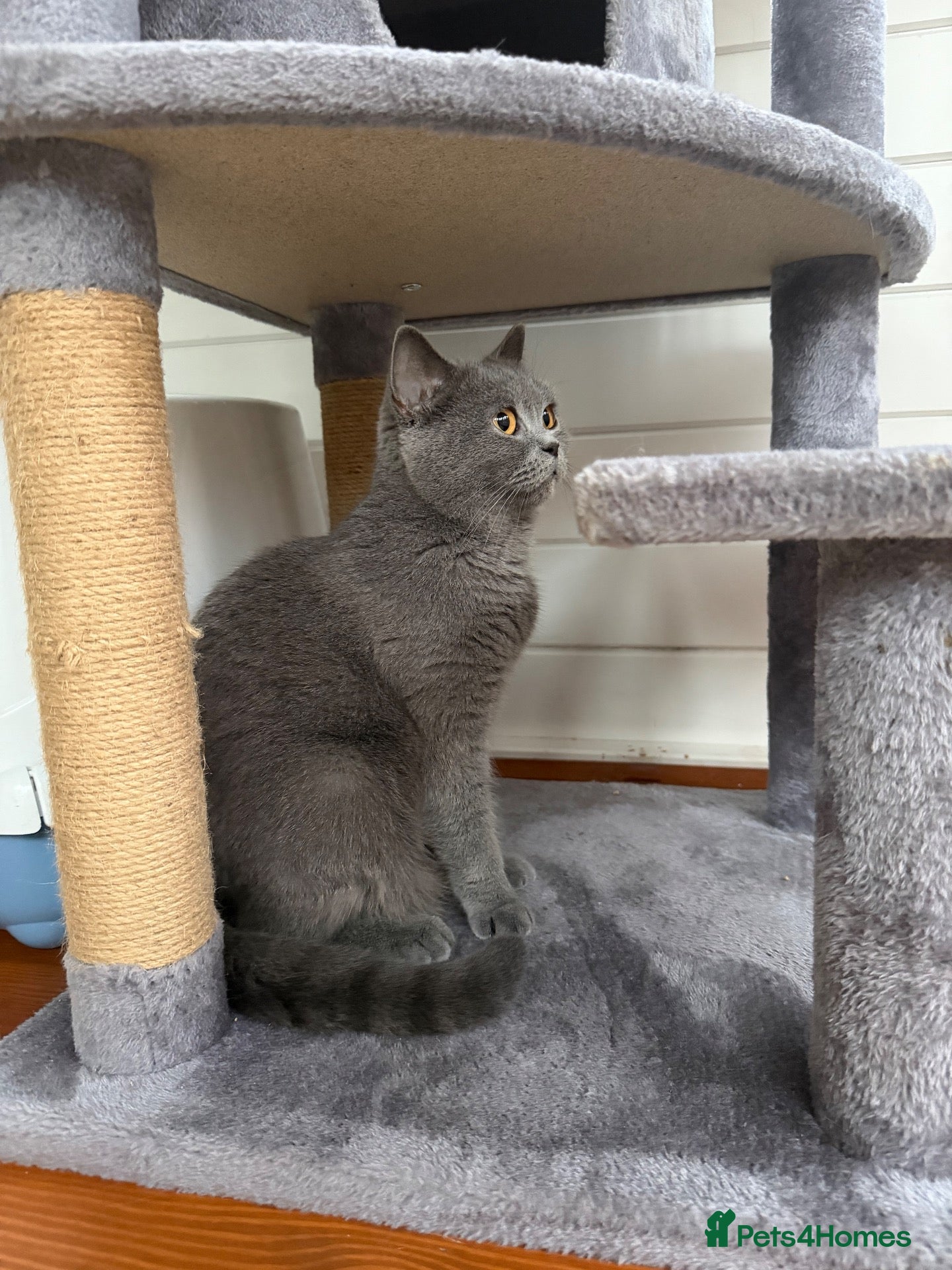 British Shorthair cats Gorgeous British shorthair female. - Advert 4