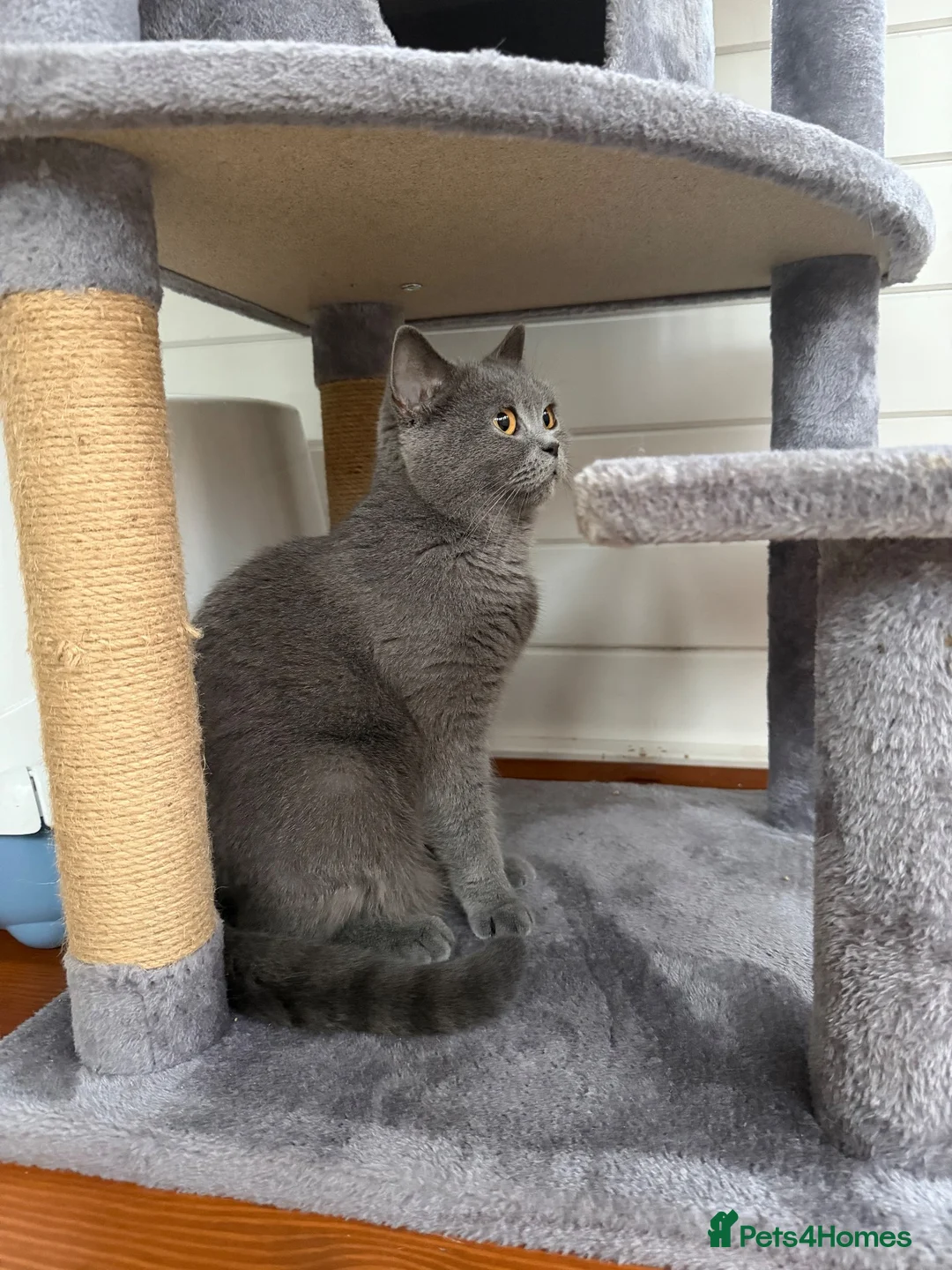 British Shorthair cats for sale: Gorgeous British shorthair female. - Advert 1