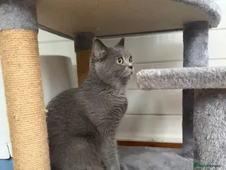 British Shorthair cats Gorgeous British shorthair female. - Advert 2