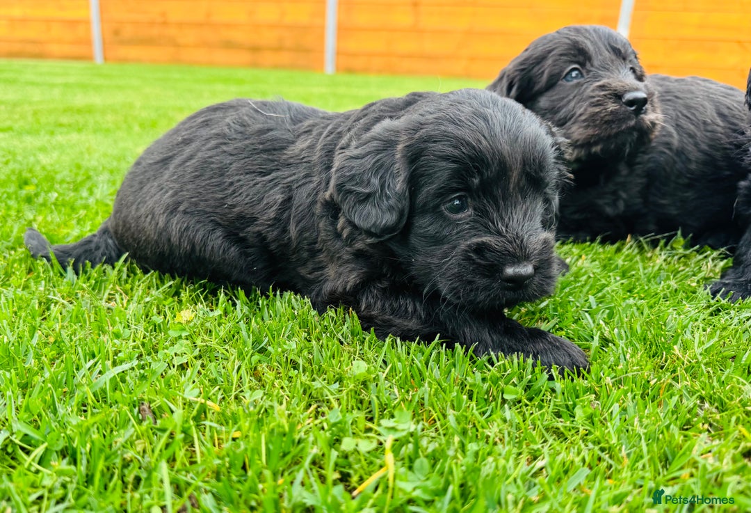Labradoodle dogs for sale: Chunky Labradoodle Babies 🐾🐾🐾 - Image 9