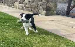 Border Collie dogs for sale: Outstanding Male Border Collie Pup - Image 3