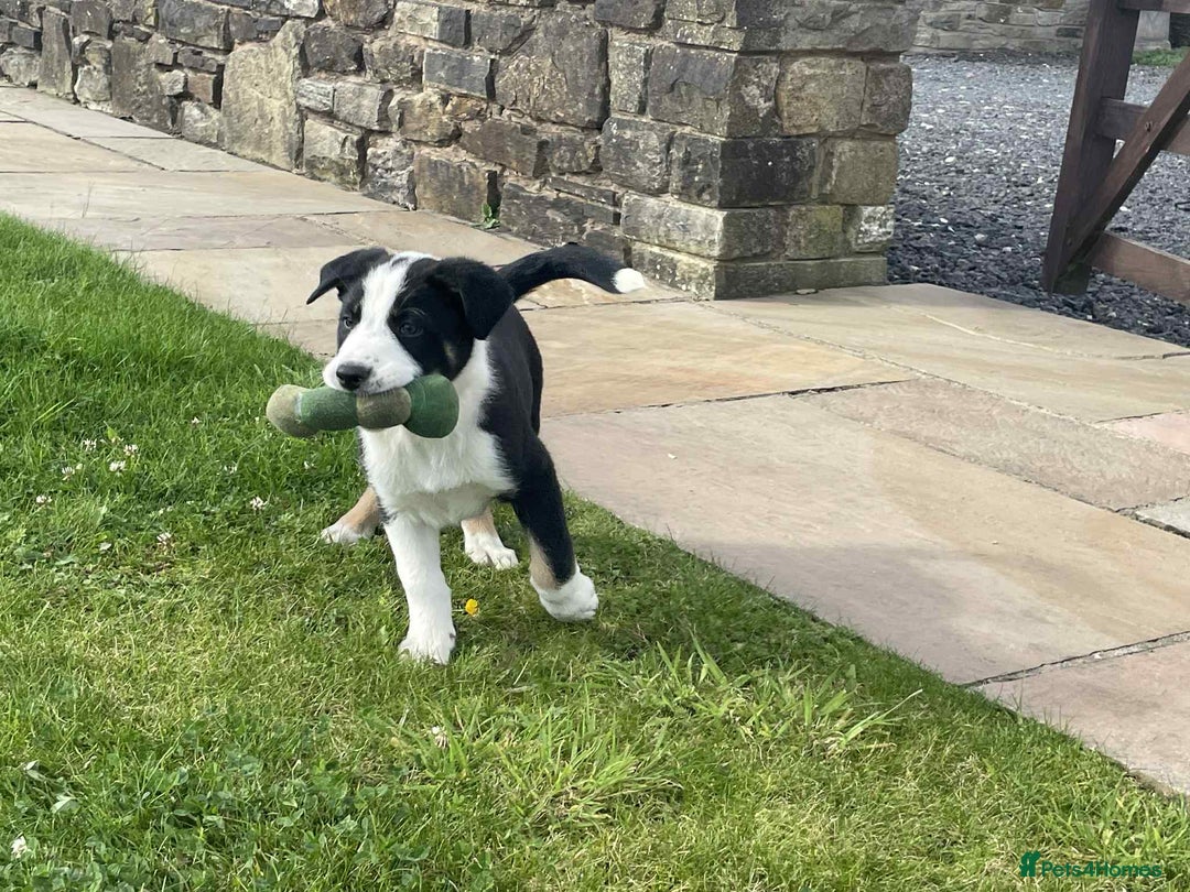 Border Collie dogs for sale: Outstanding Male Border Collie Pup - Image 3