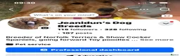 Cocker Spaniel dogs for sale: Pedigree Show Cockers - Advert 3