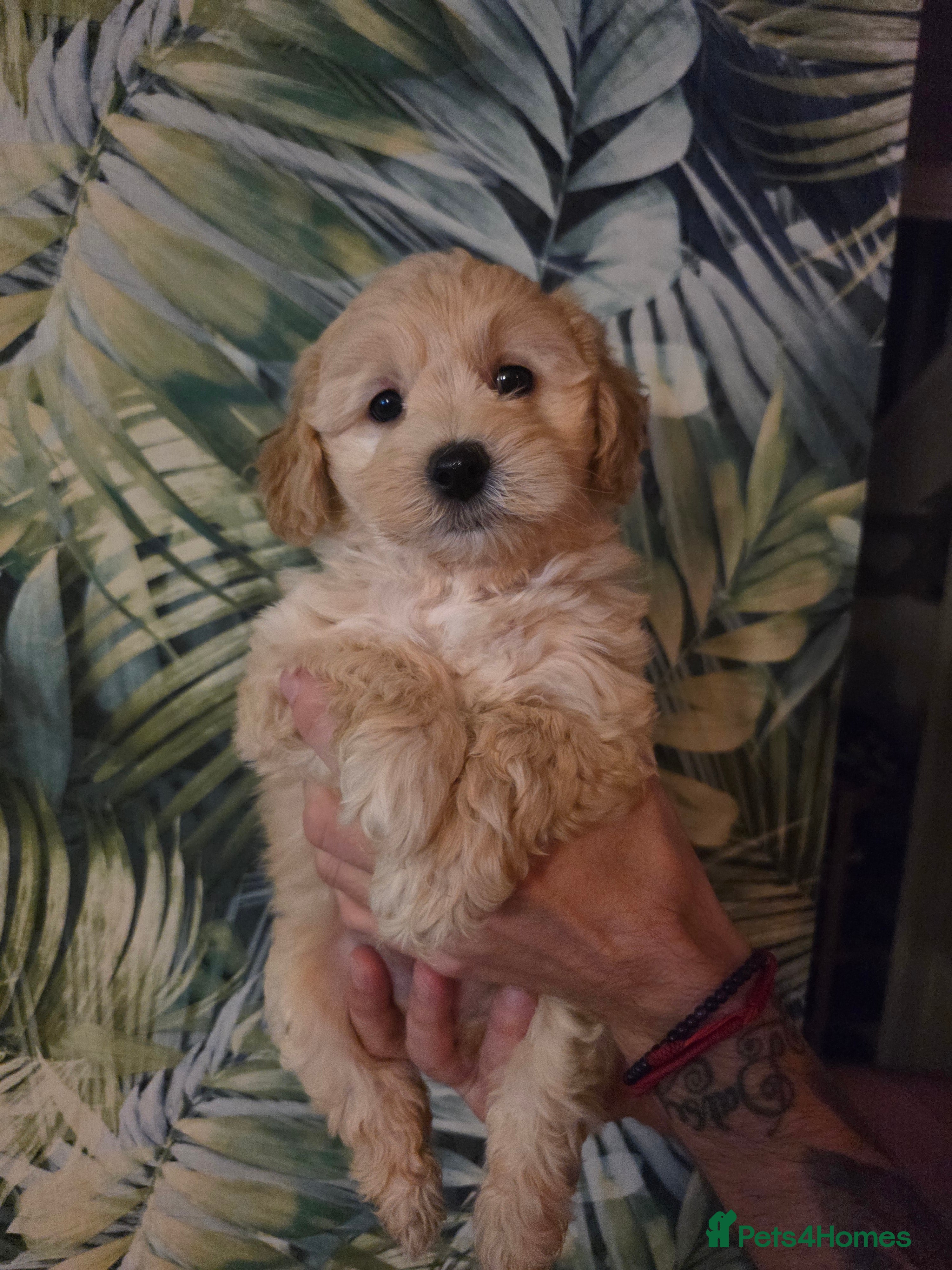 Maltipoo dogs F1 Maltipoo for sale  - Advert 4