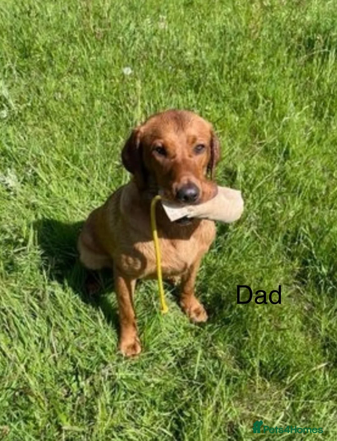 Labrador Retriever dogs for sale: READY TO GO Fox Red Labrador Puppies in Cheddar - Advert 7