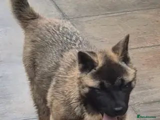 Akita dogs AMERICAN AKITA FEMALES BLACK MASK BEARS - Advert 4