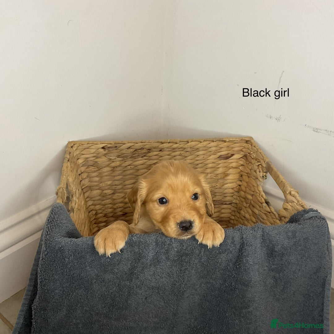 Cocker Spaniel dogs for sale: Hereditary clear working cocker spaniels - Advert 12