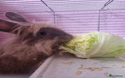 Angora rabbits for sale: Female angora with cage and accessories  - Image 1