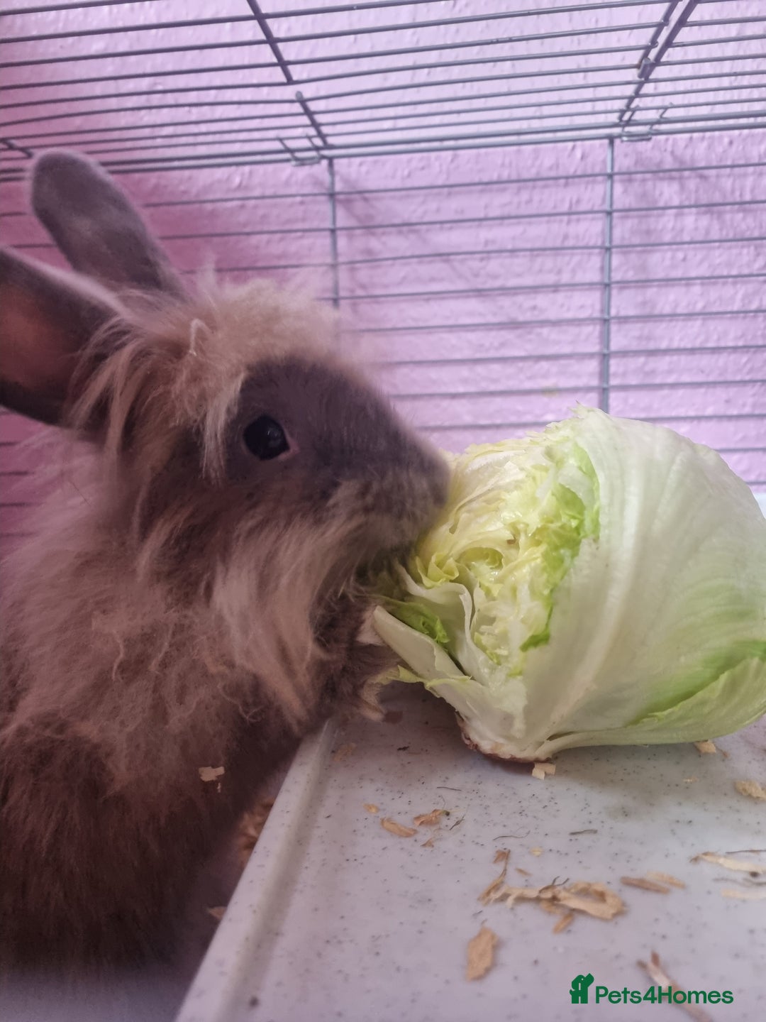 Angora rabbits for sale: Female angora with cage and accessories  - Image 1