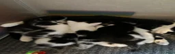 Mixed Breed cats for sale: KITTENS FOR SALE TUXEDO  - Advert 3