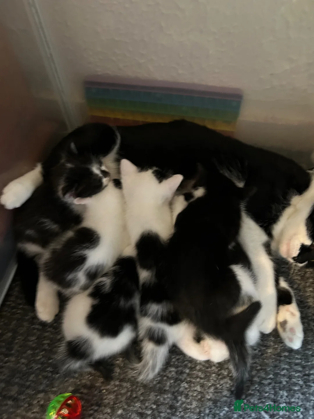 Mixed Breed cats for sale: KITTENS FOR SALE TUXEDO  - Advert 3