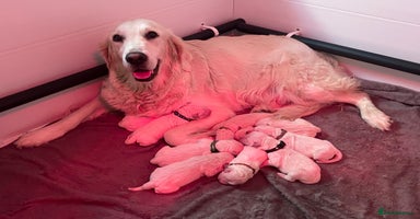 Golden Retriever dogs - Advert 2