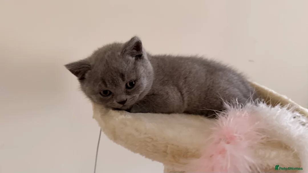 British Shorthair cats for sale: British Short hair and Scotish Fold - Advert 19