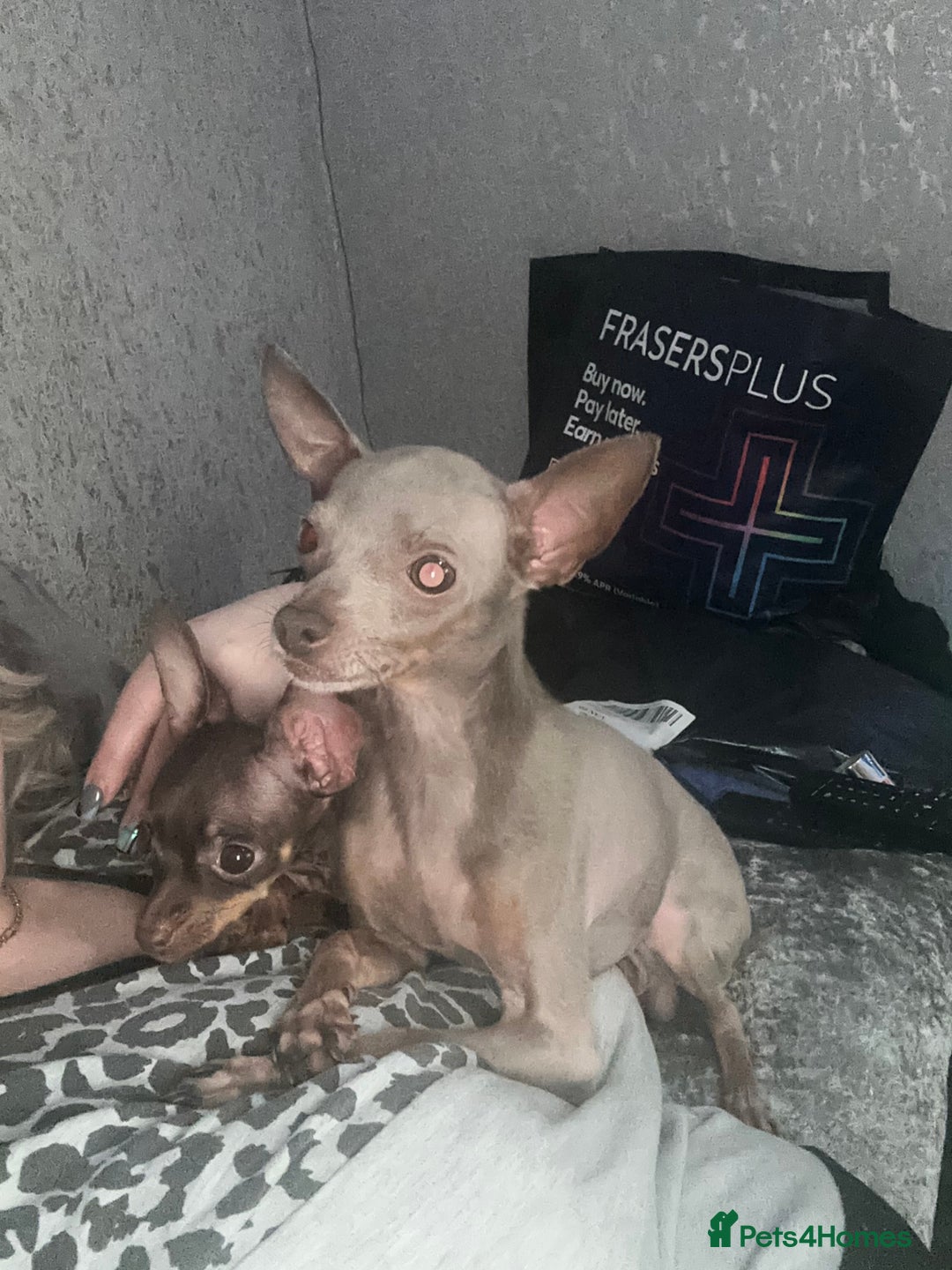 Russian Toy Terrier dogs for sale: Choc & tan smooth coat - Image 5