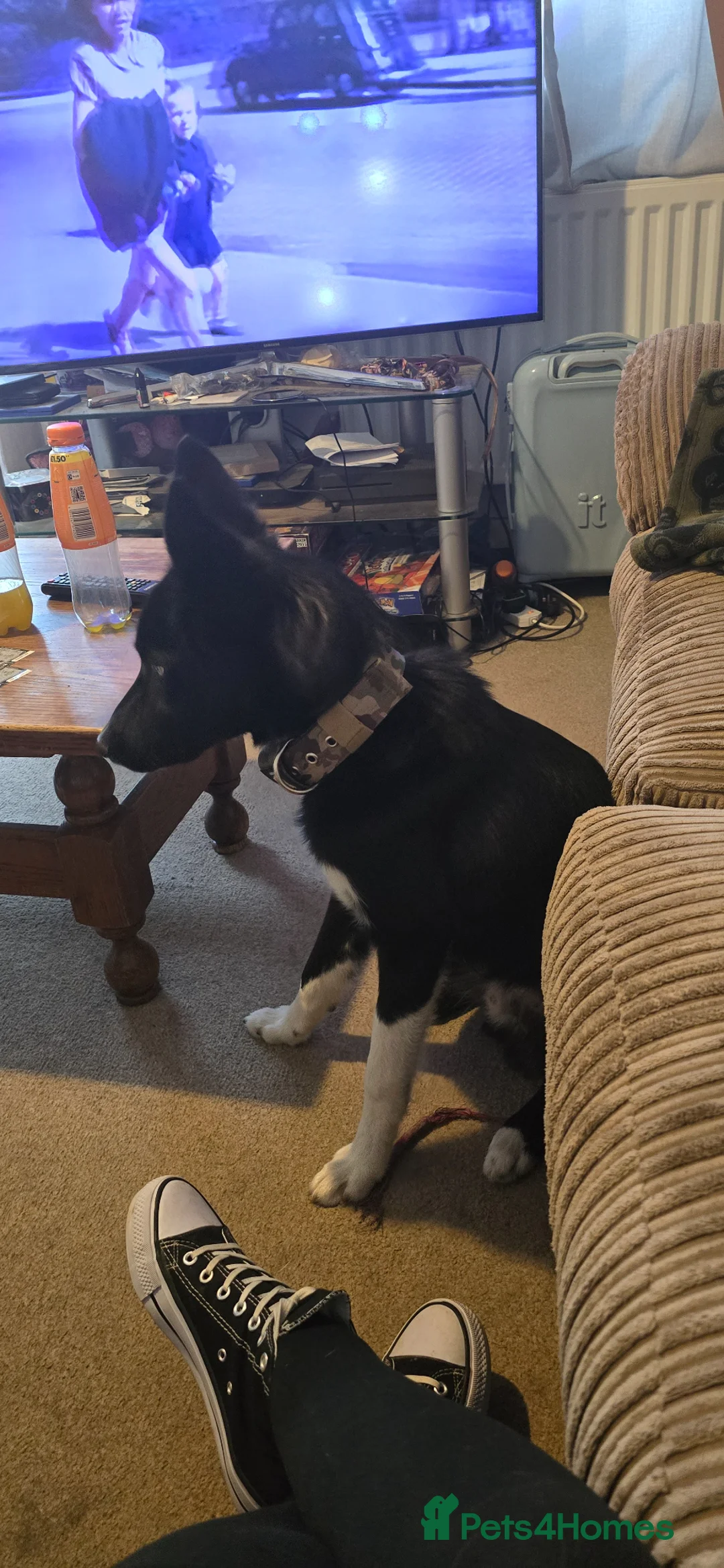 Mixed Breed dogs for sale: Re homing  - Advert 7