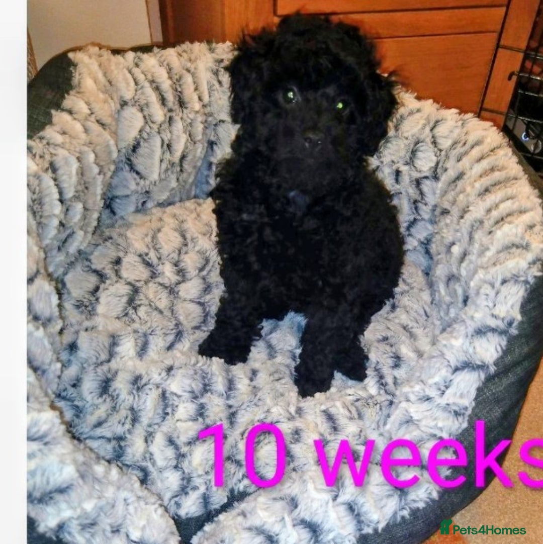 Toy Poodle dogs for sale:  Outstanding Toy Poodle girl fully vaccinated  - Advert 7