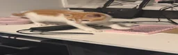 Domestic Shorthair cats for sale: Two cats -  litter box included  in Liverpool - Advert 10