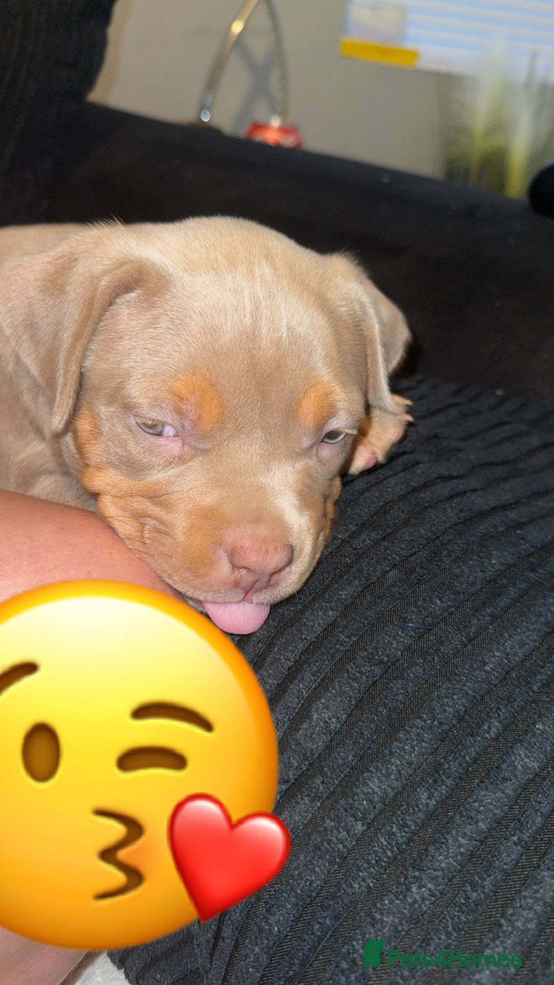 American Bulldog dogs for sale: American bulldog  - Image 2