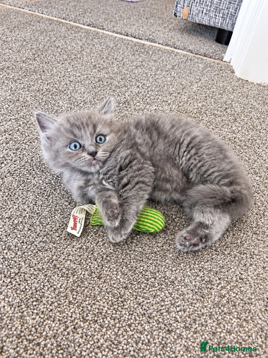 Ragdoll cats Kittens ready this weekend! ragdollxscottishfold🐾 - Advert 3