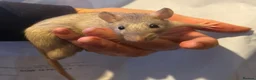 Rat rodents for sale: Pet rats in Leigh-on-Sea - Advert 6