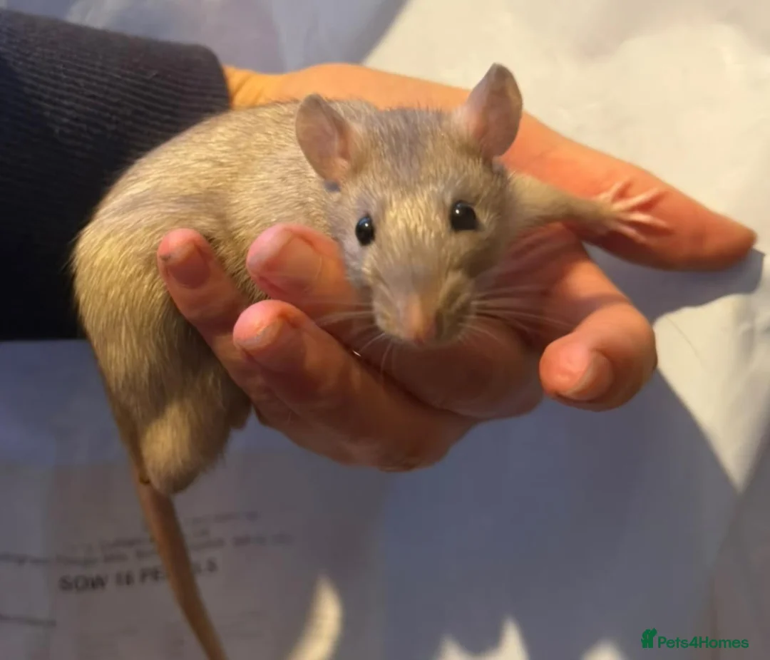 Rat rodents for sale: Pet rats in Leigh-on-Sea - Advert 6