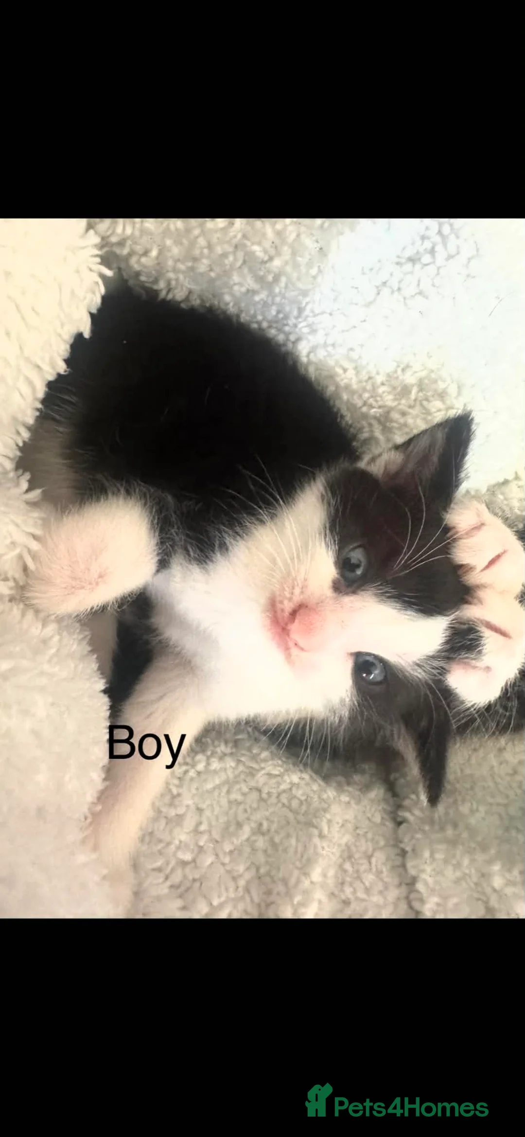 Mixed Breed cats for sale: Kittens - Advert 7
