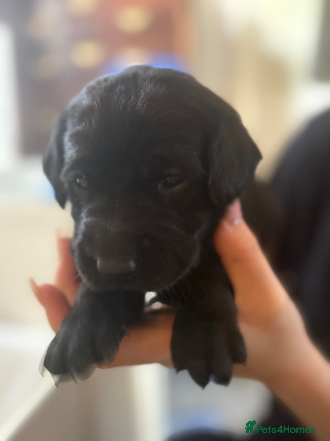 Labrador Retriever dogs for sale: Labrador  - Image 8