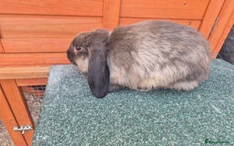 Mini Lop rabbits for sale: Still looking for forever homes  - Image 2
