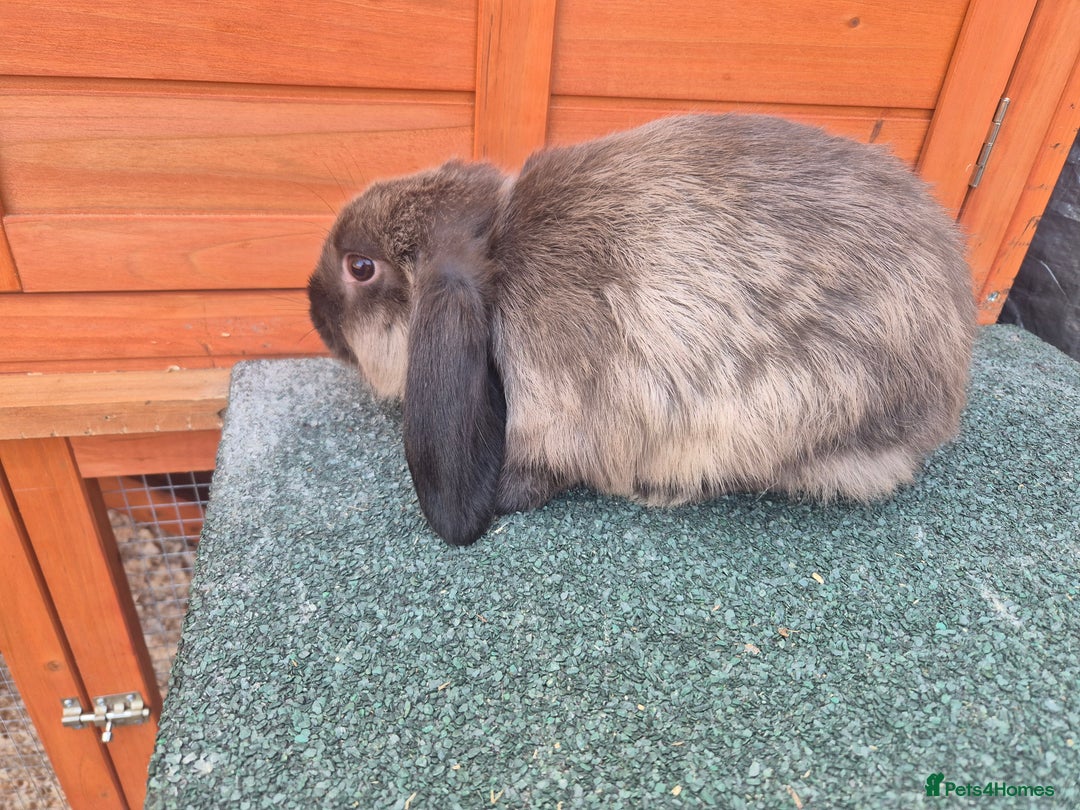 Mini Lop rabbits for sale: Still looking for forever homes  - Image 2