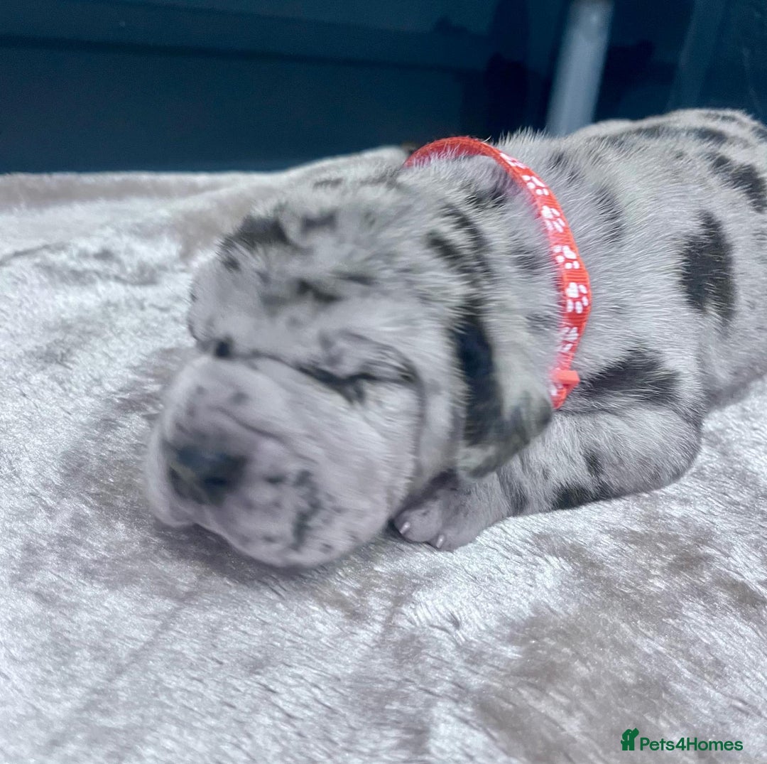 Great Dane dogs for sale: Stunning Great Dane puppies  - Advert 15