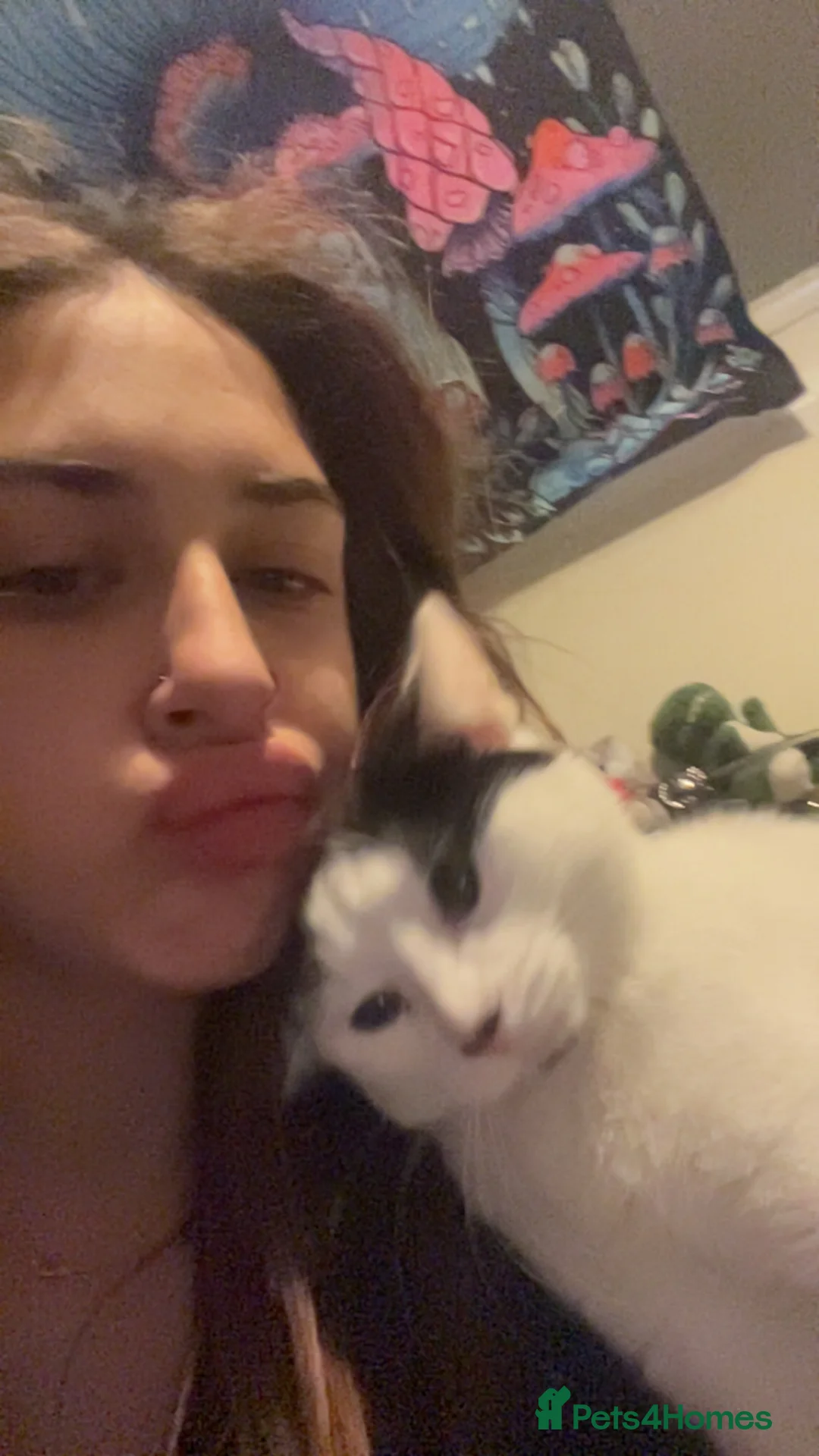 Domestic Shorthair cats for sale: tuxedo kitty - Advert 5