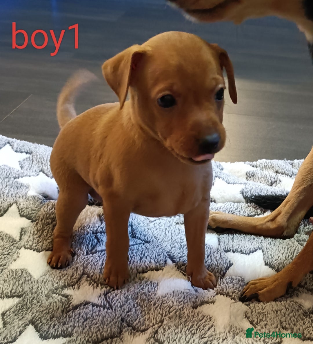 Miniature Pinscher dogs for sale: Miniature Pinscher puppies  - Image 4