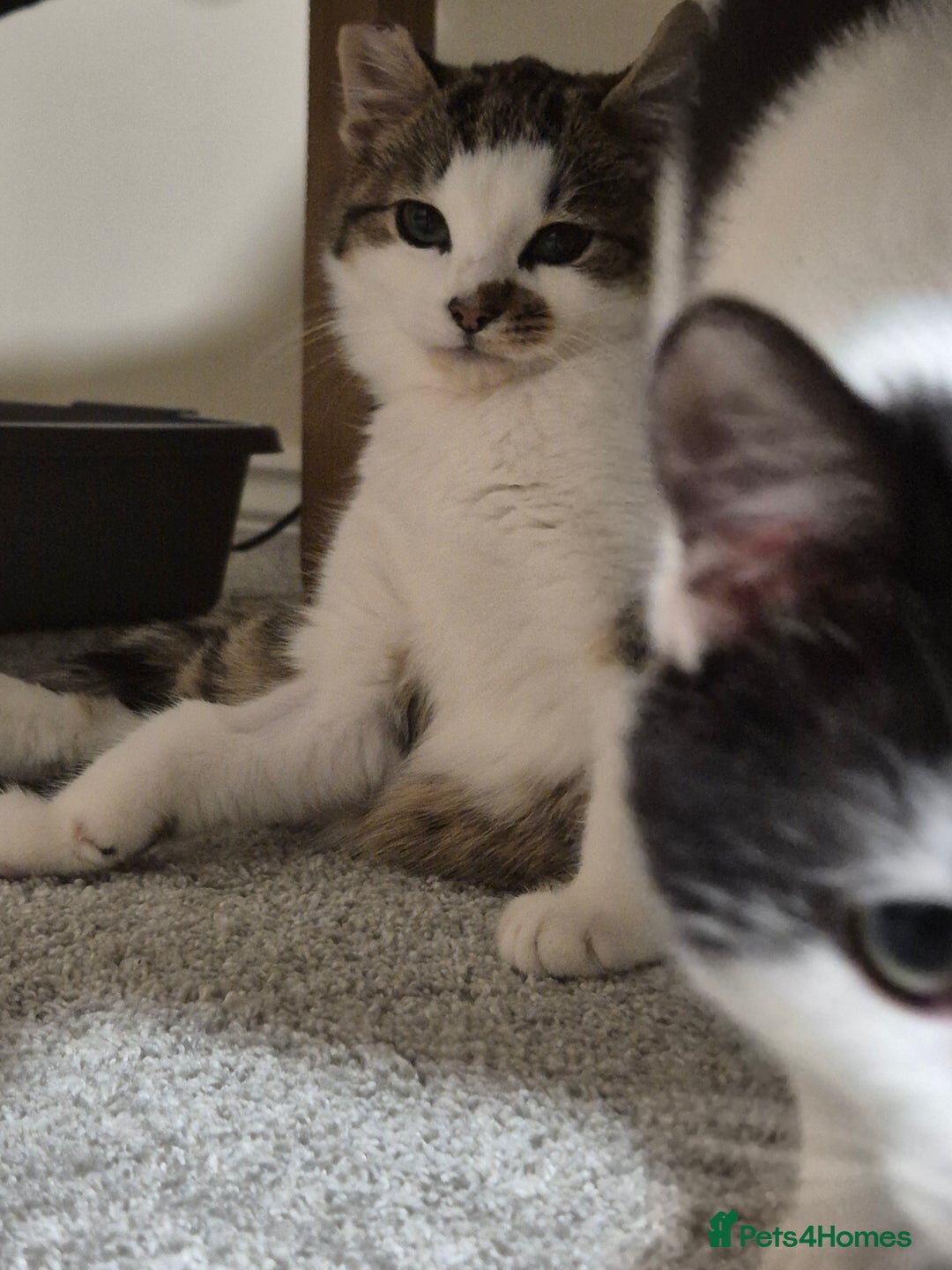 Mixed Breed cats for sale: Two inseparable kittens  - Image 6