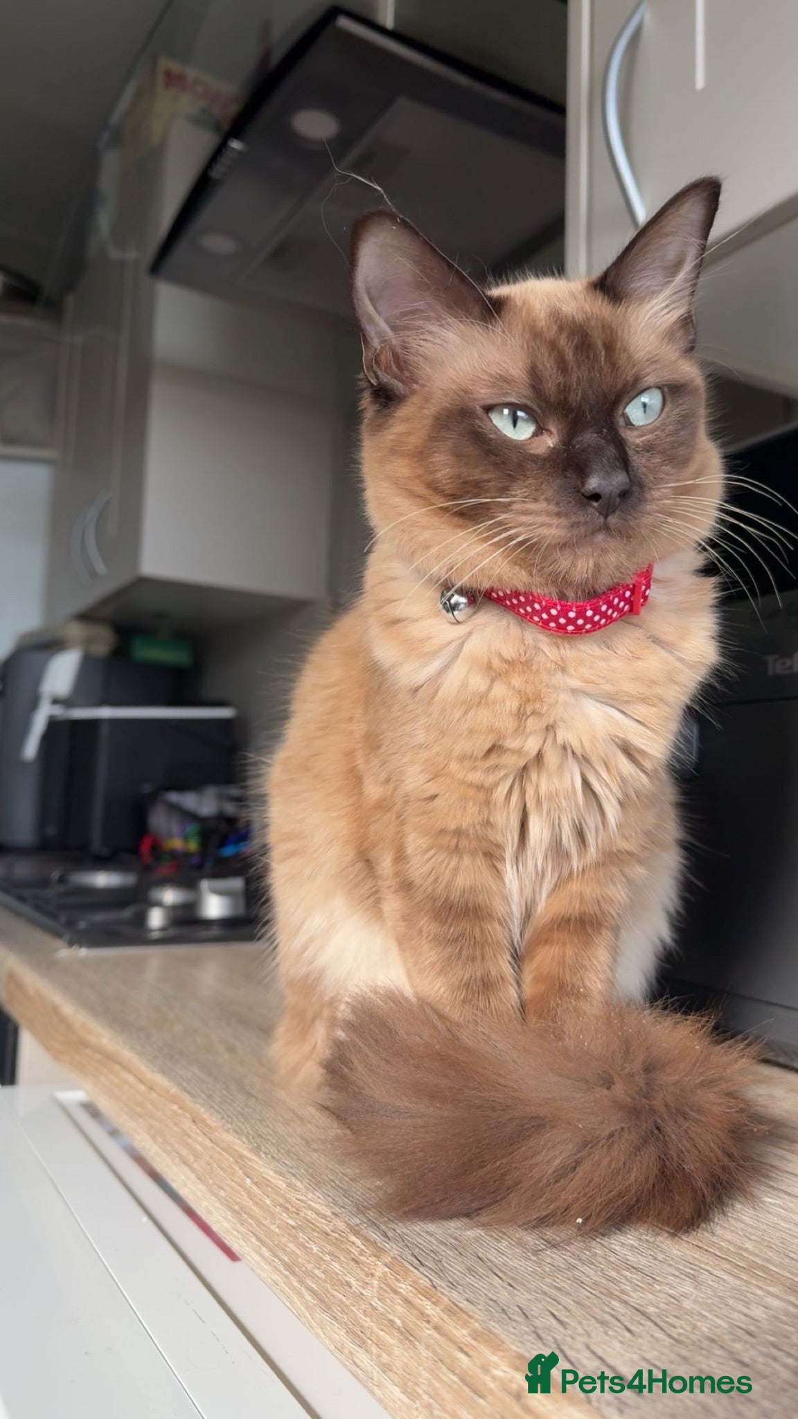 Mixed Breed cats Ragdoll x Tabby - Advert 1