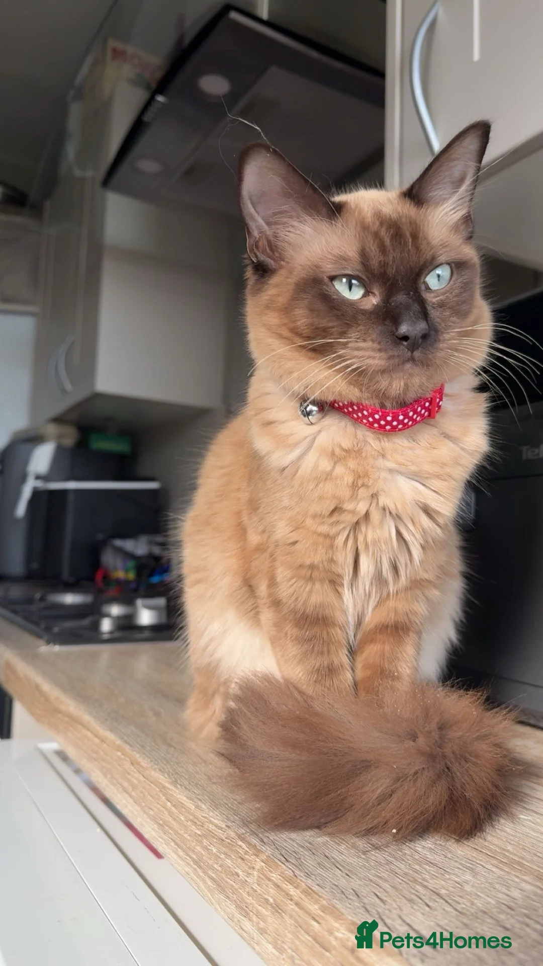 Mixed Breed cats for sale: Ragdoll x Tabby in Selkirk - Advert 1