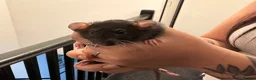 Rat rodents for sale: Beautiful Dumbo rats 3 girls and 6 boys available  - Advert 17