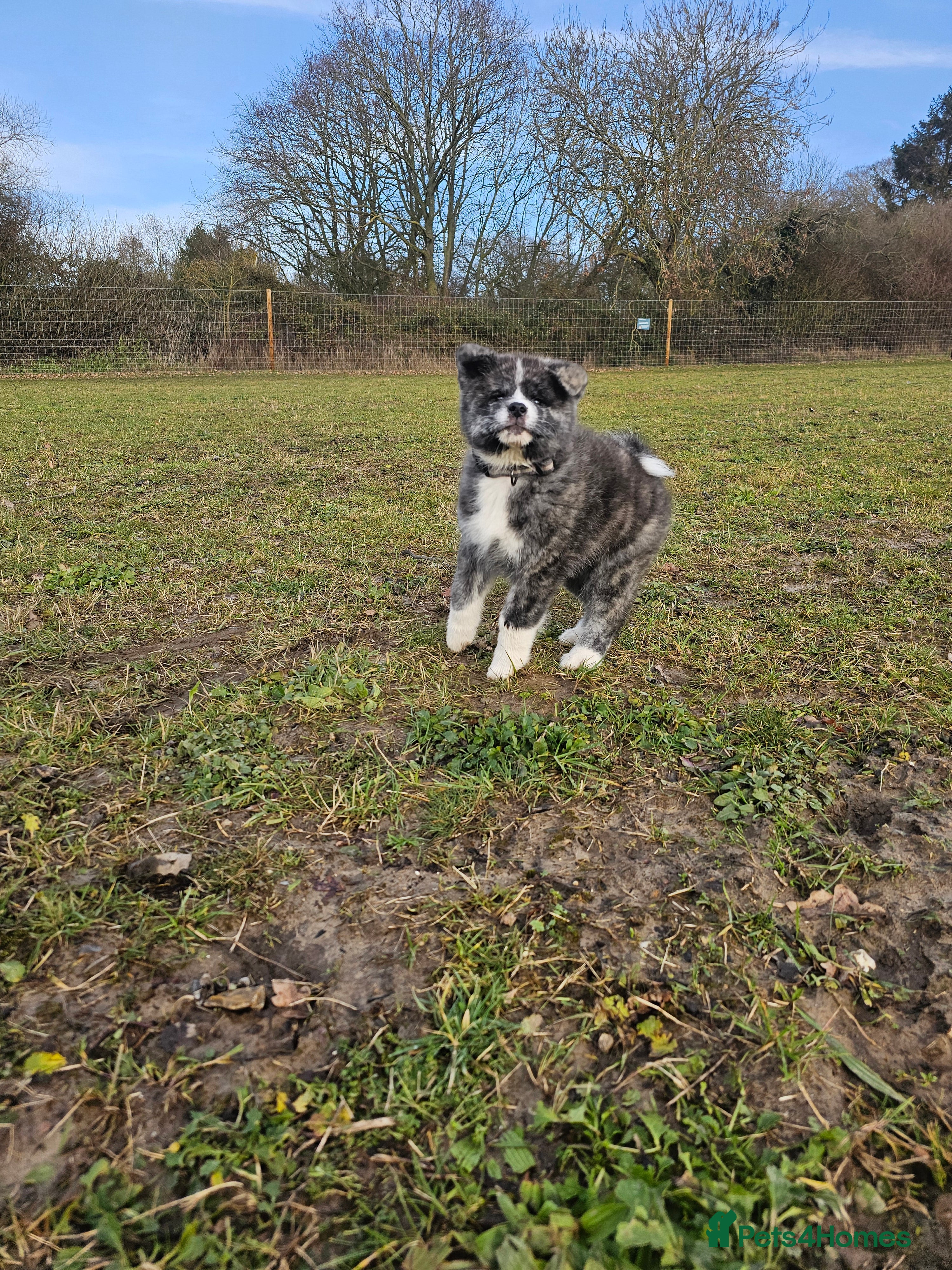 Japanese Akita Inu dogs Jepanese Akita Inu KC registered - Advert 1