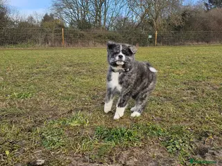 Japanese Akita Inu dogs Jepanese Akita Inu KC registered - Advert 1