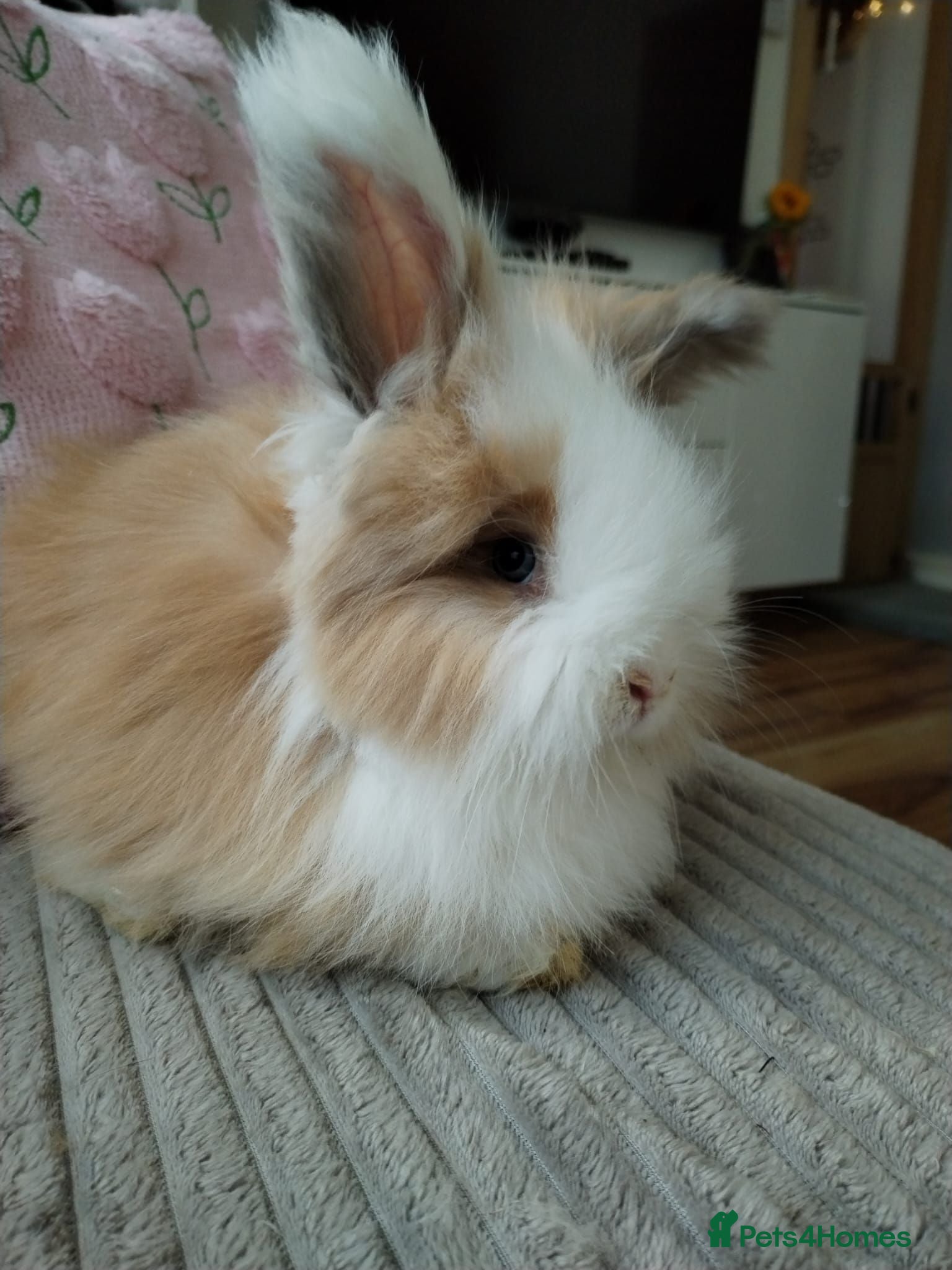 Angora rabbits English Full Face Angora Boy - Advert 2