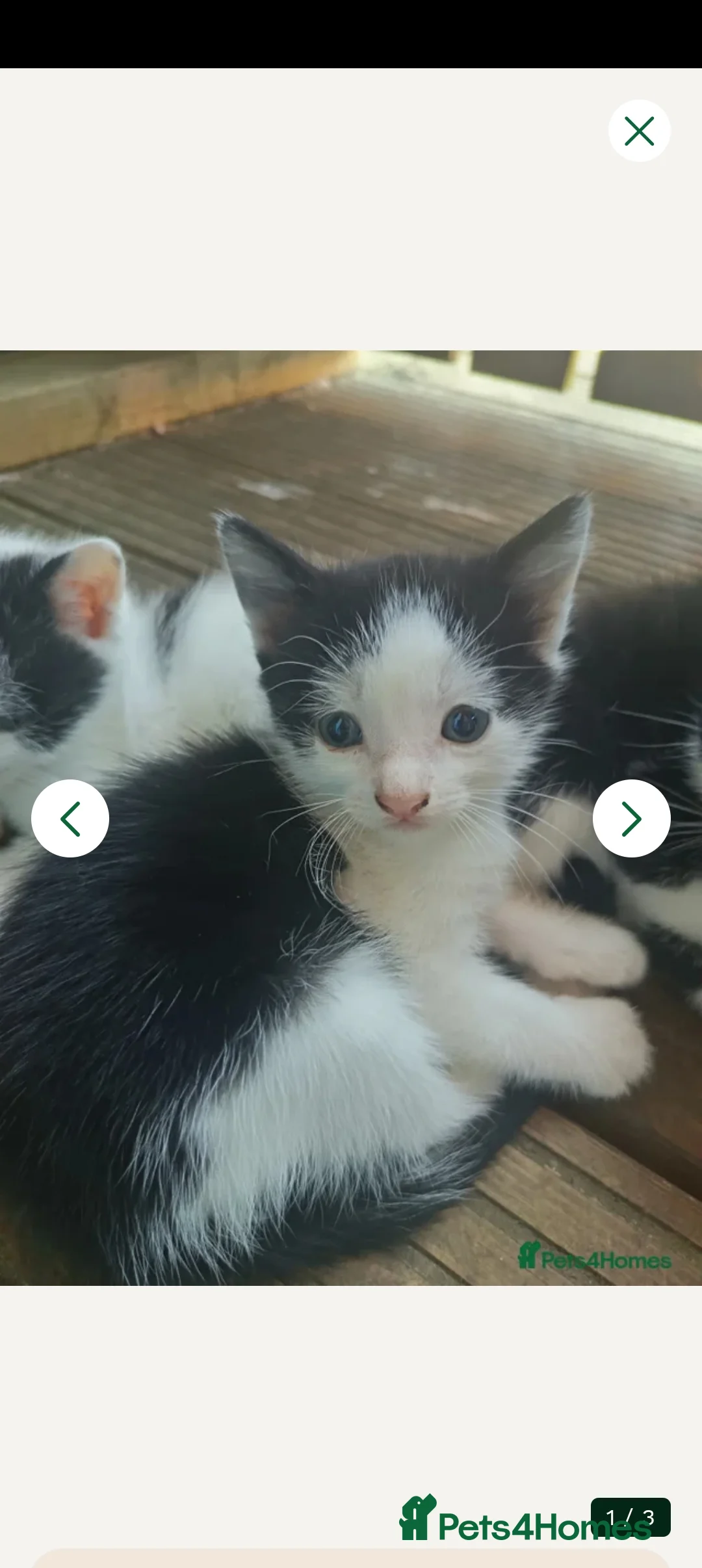 Mixed Breed cats for sale: 2 male kittens for sale ready now  - Advert 2