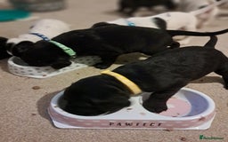 Mixed Breed dogs for sale: Splurcherpoo puppys - Image 6